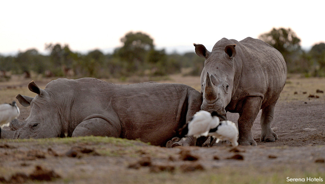 Rhinos at Ol Pejeta