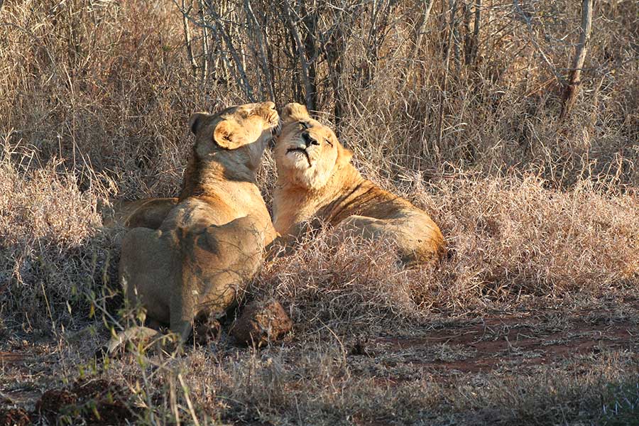 Lion Love, by Terri J