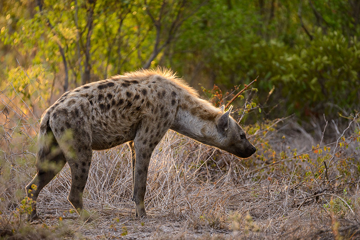 Hyena