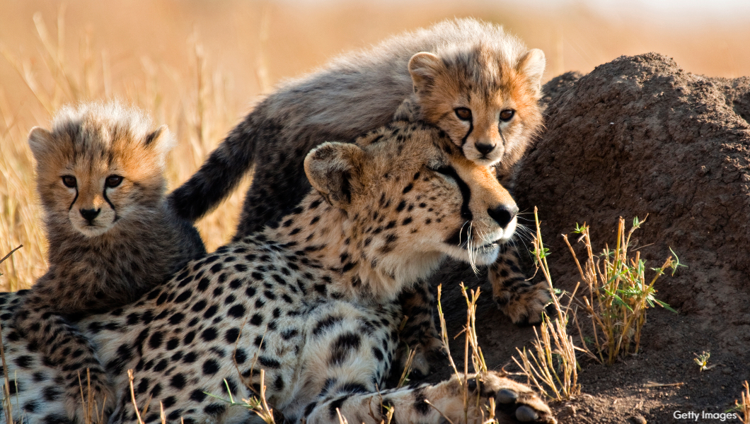 cheetah-and-cub cheetah-and-cubs